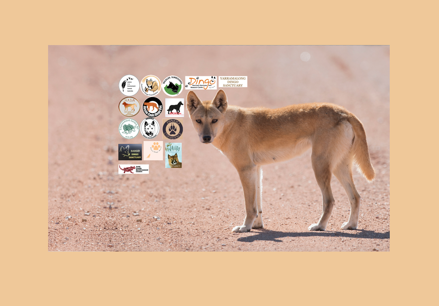 Protect Dingoes Dingo Protection 2022 Federal Election